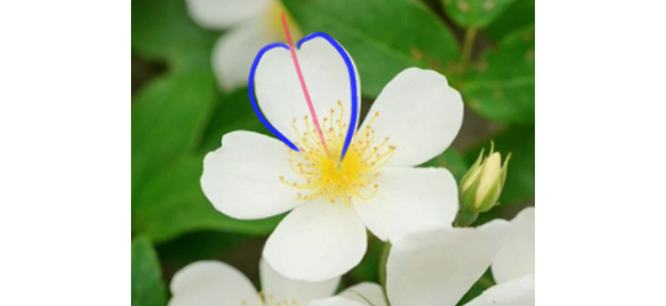 Como Desenhar Flores em 10 MINUTOS! (4 passos FÁCEIS)