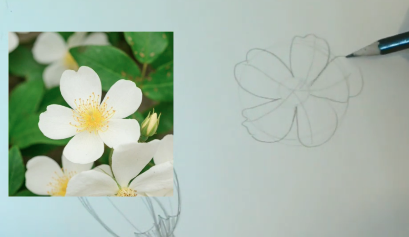 desenho de flor com todas as pétalas 