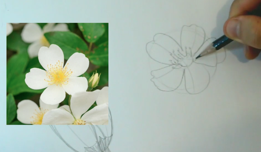 desenho do miolo da flor