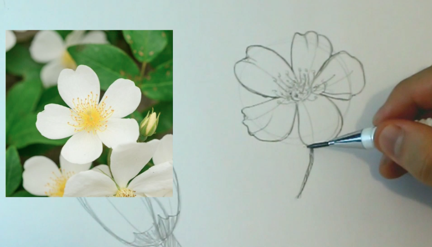 Dicas para desenhar flores – Bariskas