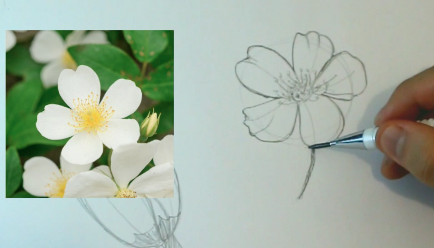  Qualquer pessoa pode desenhar flores: Tutorial de