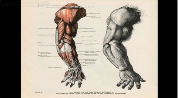 ANATOMIA PARA DESENHO: COMO ESTUDAR DO JEITO CERTO - Ricardo Yamaguchi
