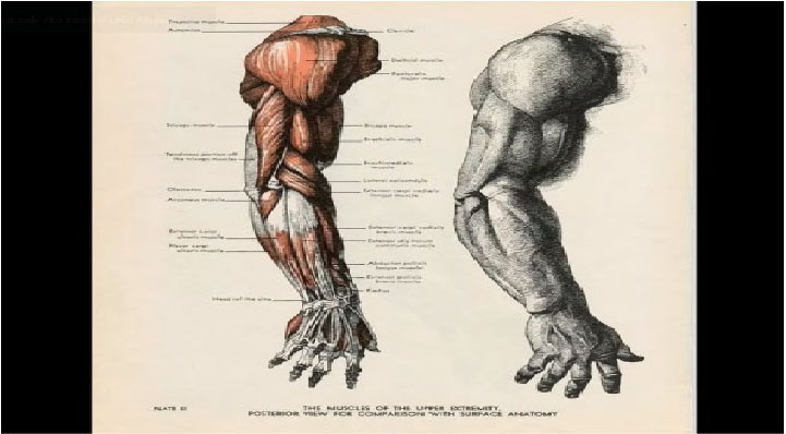 anatomia-humana-para-desenho