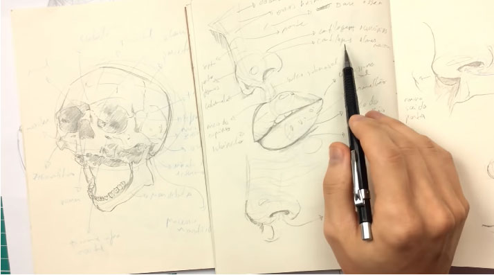 Fundamentos de Anatomia Humana: Noções Básicas do Rosto