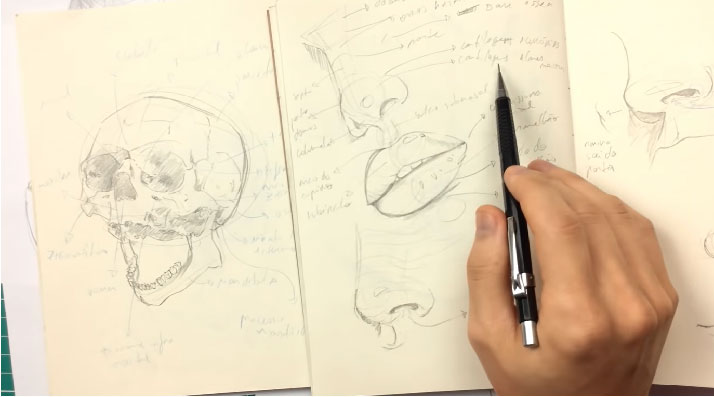 Curso Anatomia para Desenho  Cursa Cursos Online Gratuitos Com